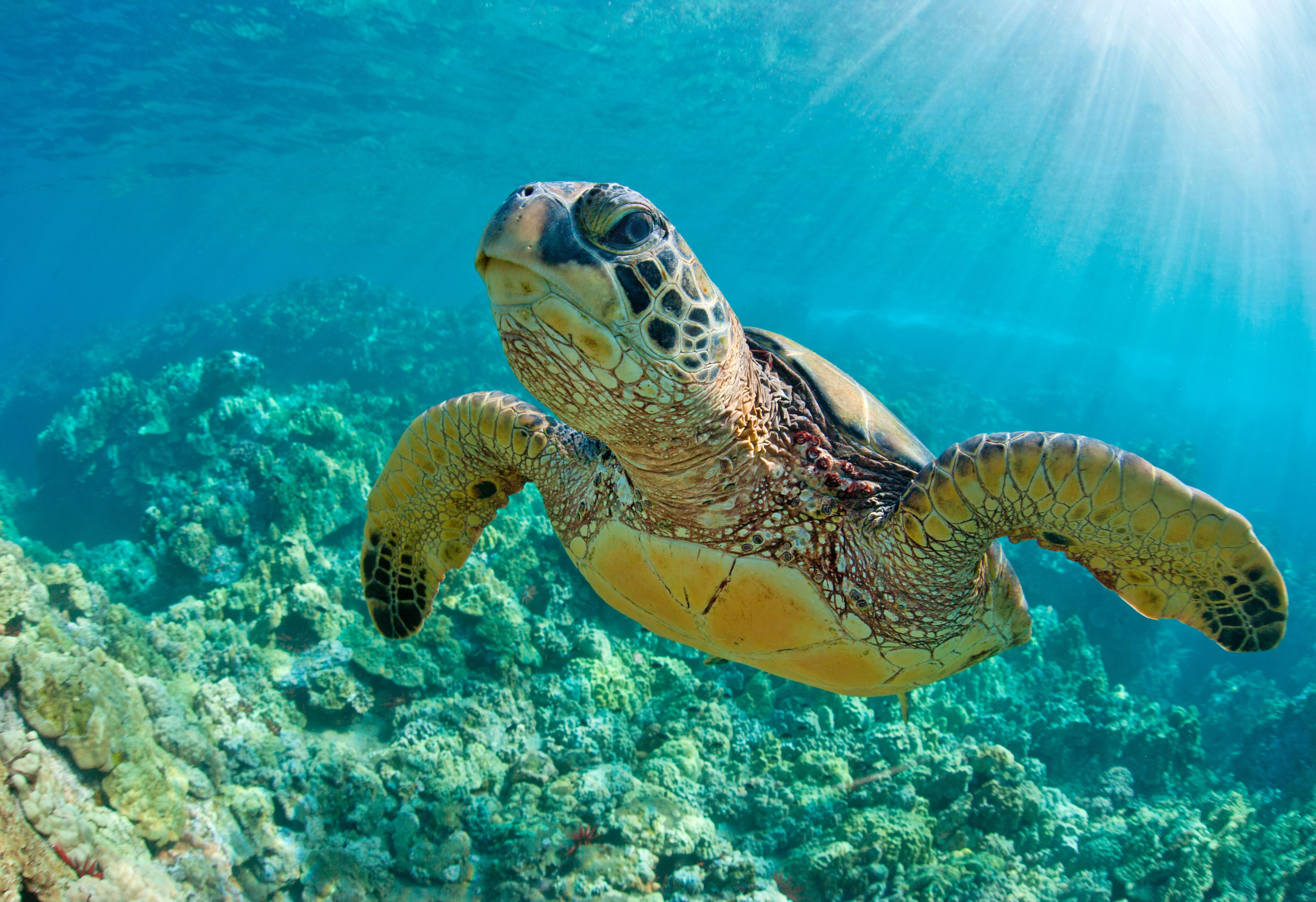 Green sea turtle at Namu'a Turtle Island